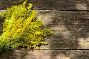 Florile de sanziene, efecte terapeutice si retete de infrumusetare