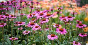 Echinacea, un aliat de pret pentru sistemul imunitar