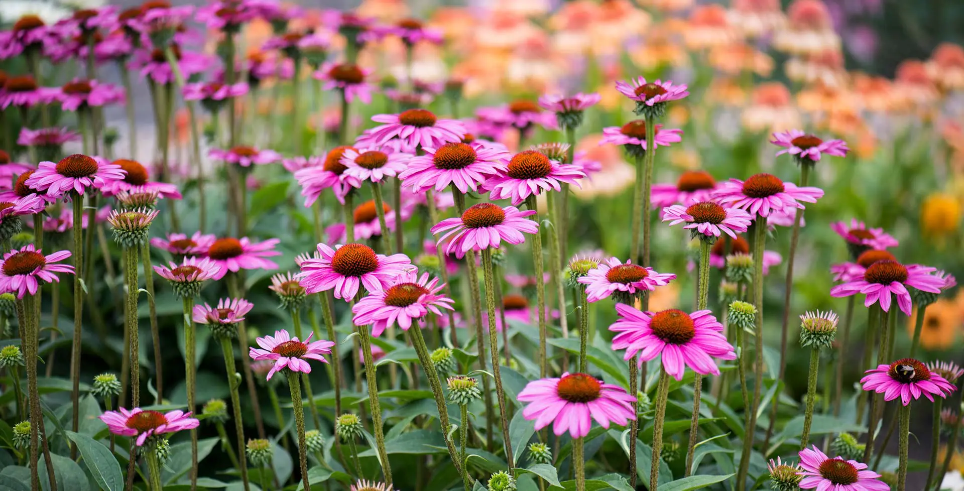 Echinacea, un aliat de pret pentru sistemul imunitar